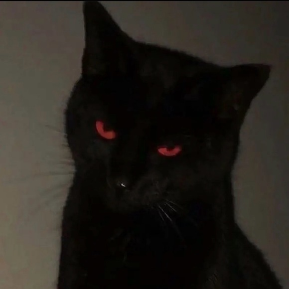 Meet your Posher, Renea - Picture 1 of 1